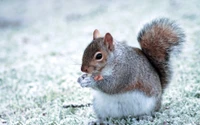 Fox Squirrel foraging in a Frosty Landscape