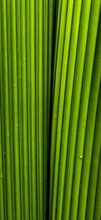 Close-up of Textured Green Leaves with Symmetrical Patterns