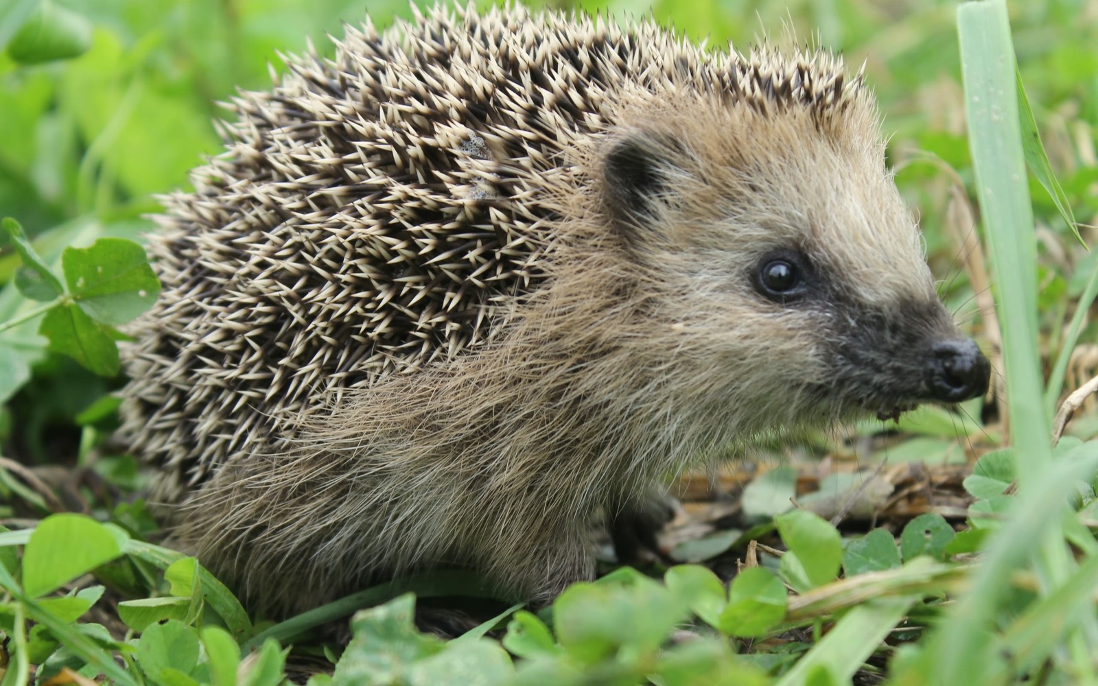 Ein igel im gras schaut in die kamera (erinaceidae, igel, landsäugetier, stachelschwein, schnauze)