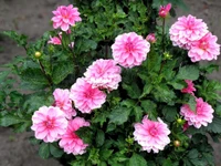 Vibrant pink floribunda dahlias in full bloom among lush green foliage.