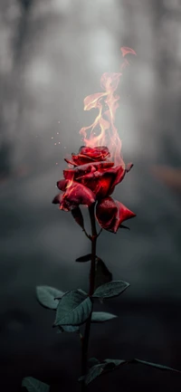 Enigmatic Flaming Rose Amidst a Misty Background