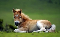 Adorable Foal Relaxing in Lush Greenery