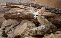 Raposa Fennec entre rochas e troncos em uma paisagem natural