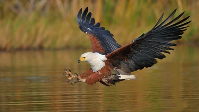 Majestätischer afrikanischer Fischadler im Flug über Wasser