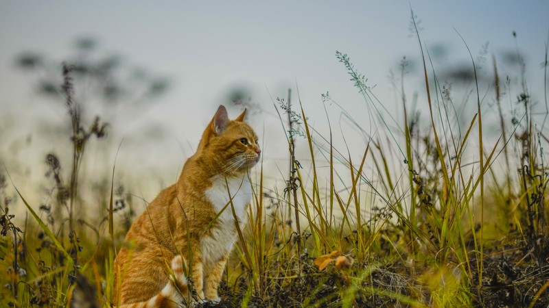 Кошка сидит в траве (дикая природа, фауна, млекопитающее, кошки маленьких и средних размеров, экосистема)