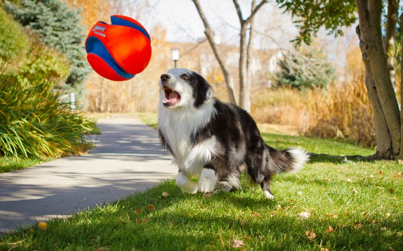 Собака играет с мячом в траве (бордер колли, border collie, щенок, порода собак, дрессировка собак)