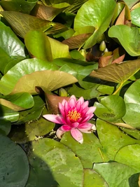 Blooming Sacred Lotus Surrounded by Lush Green Leaves