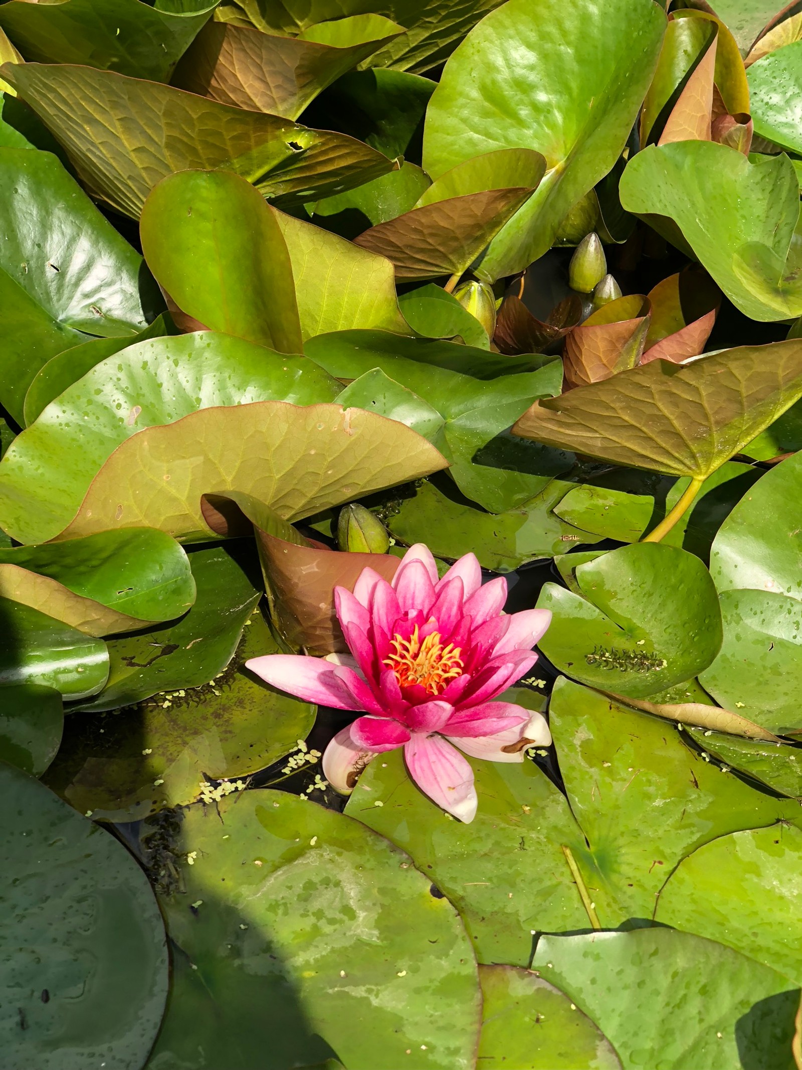 Il y a une fleur rose dans l'eau entourée de feuilles vertes (flore, tige de plante, feuille, lotus sacré, eau)