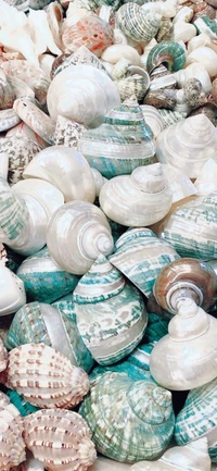 seashell, green, azure, natural material, dishware wallpaper