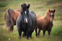 Black Mare and Foal in Natural Landscape