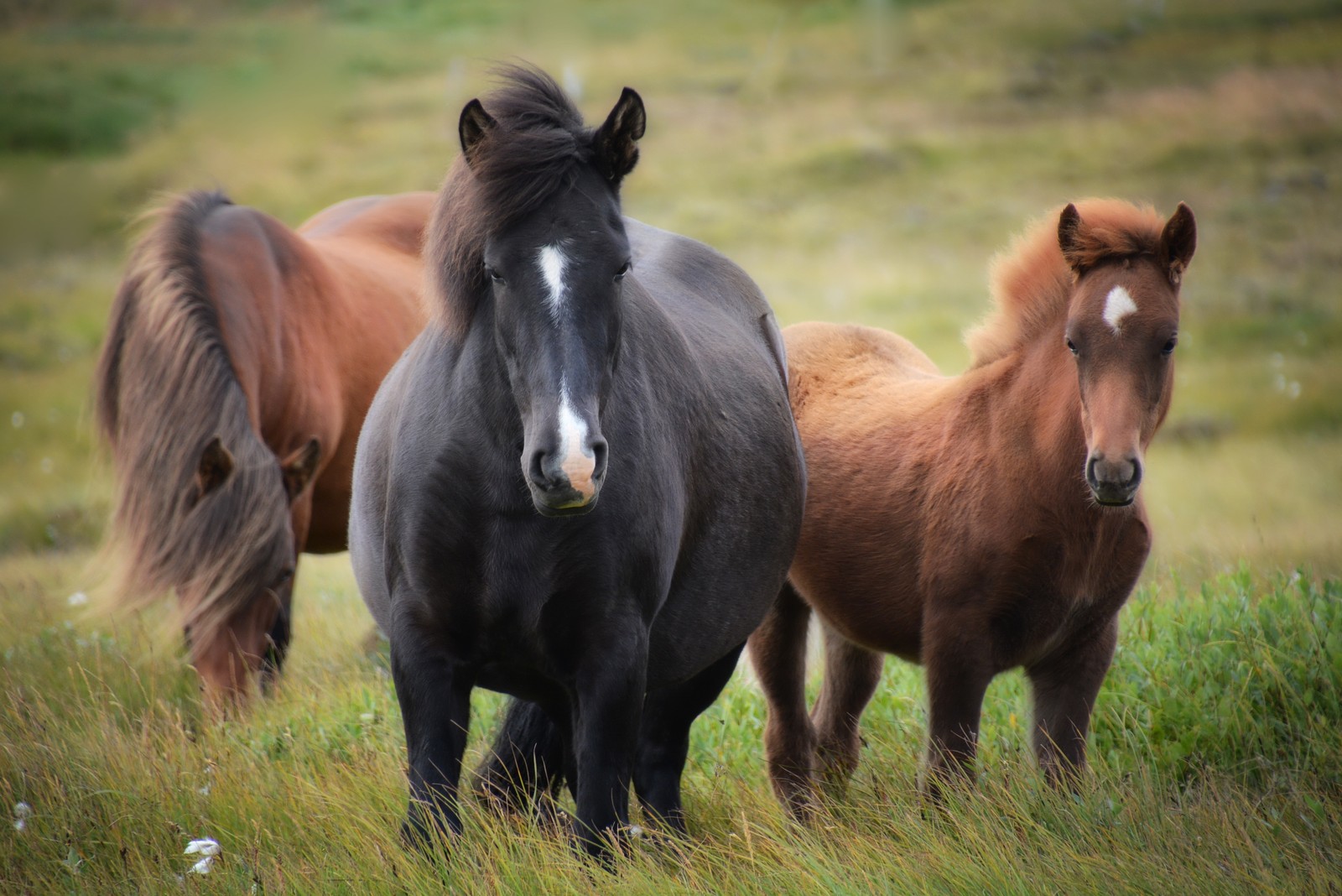 Drei pferde stehen auf einer wiese, von denen eines in die kamera schaut (fohlen, stute, pferd, augen, ökoregion)