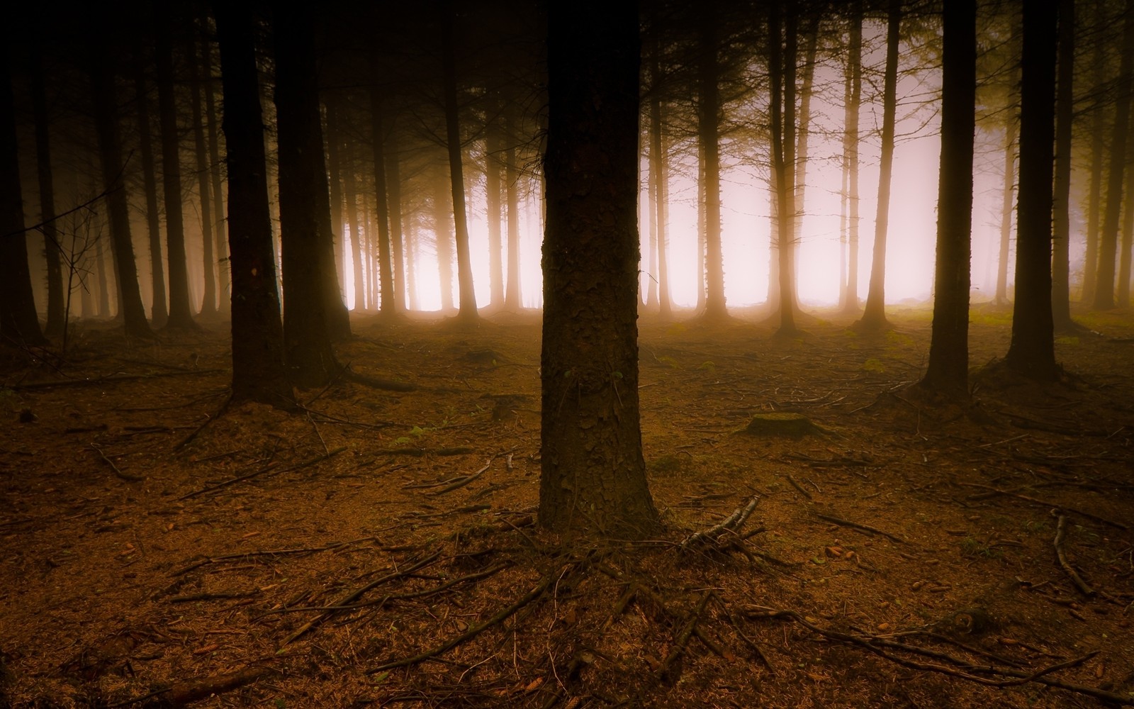 Lade baum, natur, wald, waldland, licht Hintergrund herunter