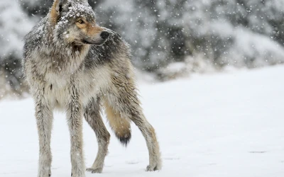 Lobo en hábitat nevado