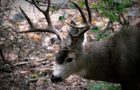 Majestätischer Hirsch mit beeindruckenden Geweihen vor einer üppigen Waldkulisse.