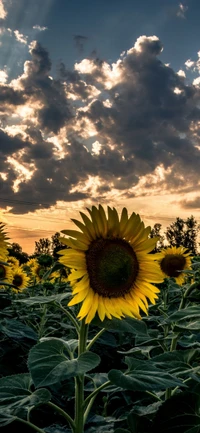 Sonnige Sonnenblumen vor einem dramatischen bewölkten Himmel