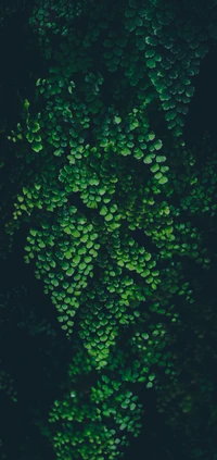 Patterns of Greenery: A Close-Up of Terrestrial Plant Leaves