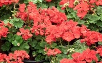 Vibrant Red Geraniums in Bloom