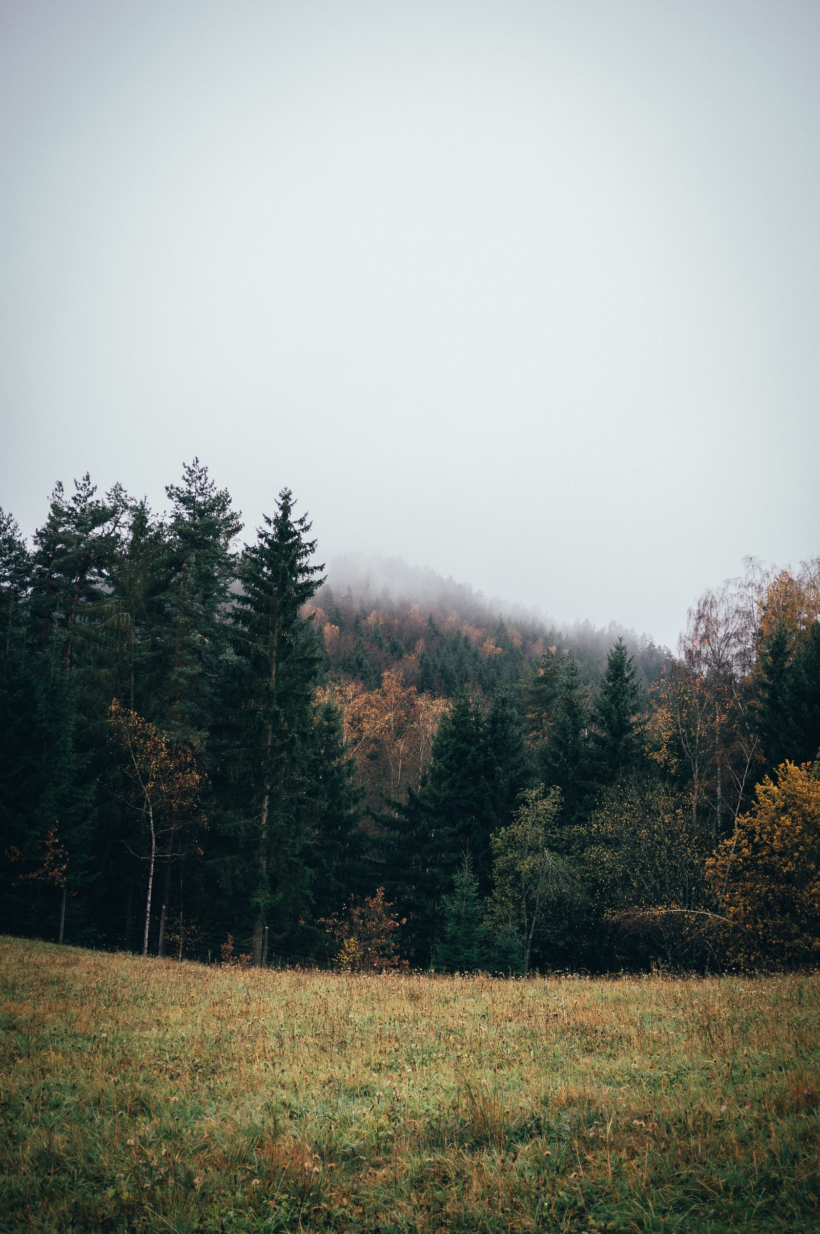 Descargar fondo de pantalla árbol, naturaleza, paisaje natural, entorno natural, hoja