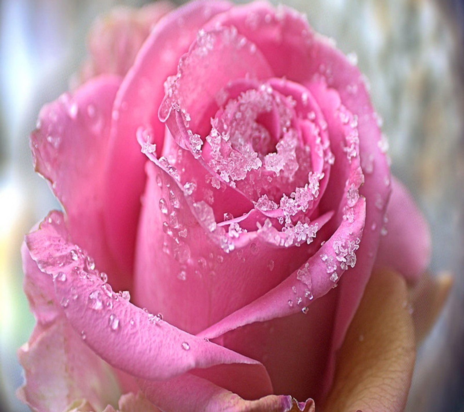 Rosa fucsia con gotas de agua en un jarrón (rosa)