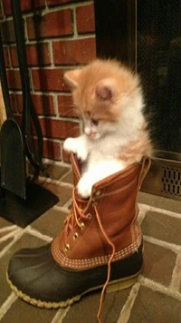 Curious Kitten Peeking from a Shoe