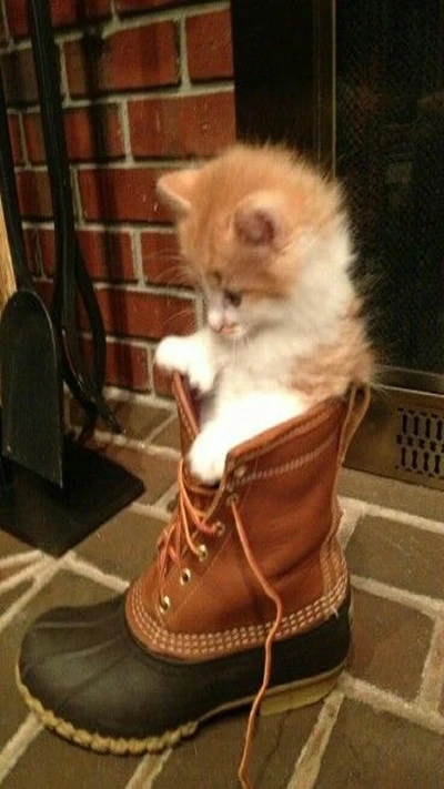 Chaton curieux regardant d'une chaussure