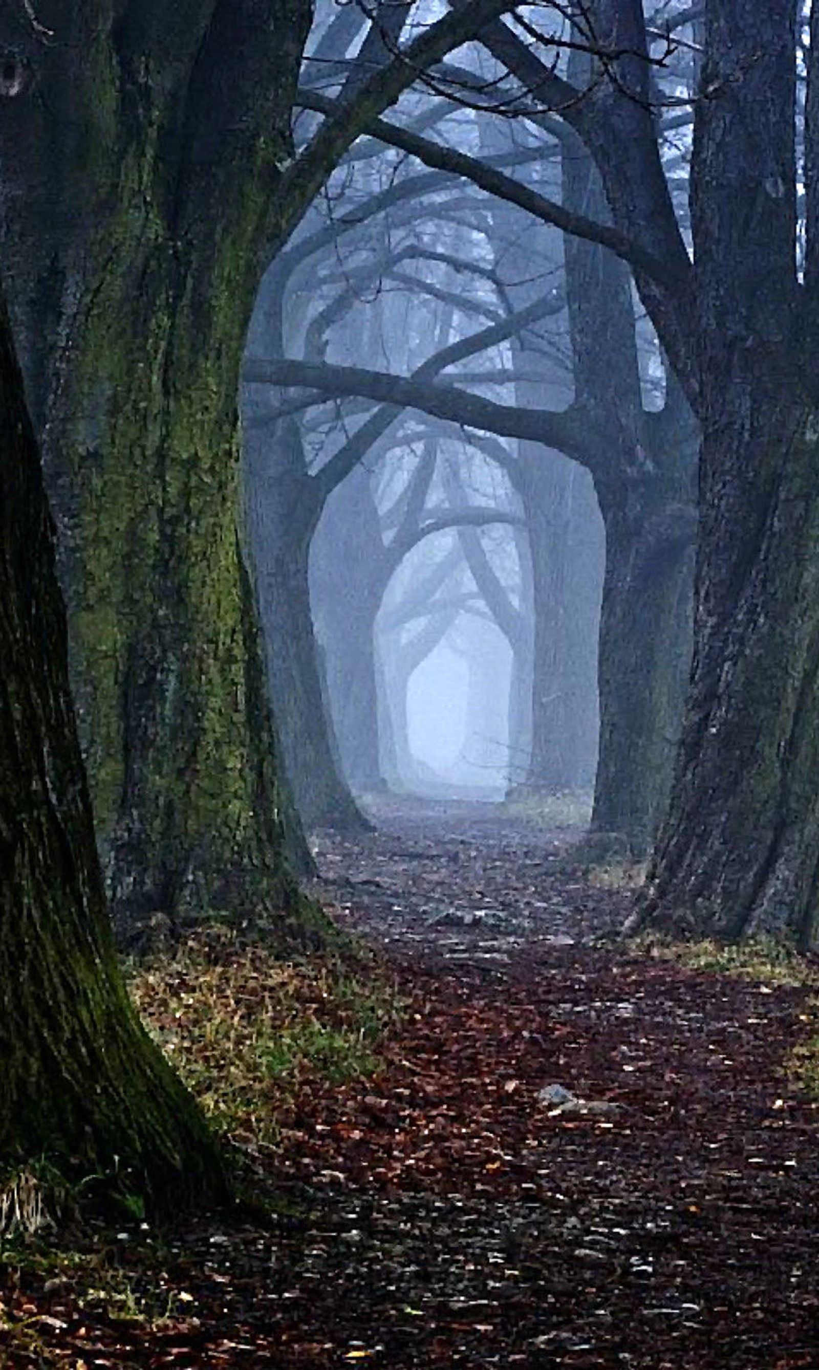 Árboles en un bosque brumoso con un camino que conduce a ellos (halloween, noche, omg, camino, aterrador)