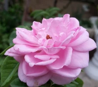 Elegant Pink Rose in Full Bloom