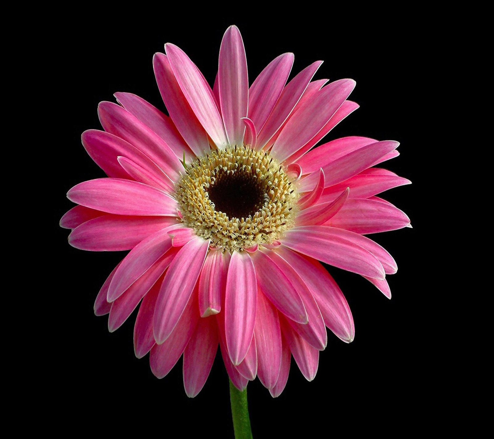 Pink flower with yellow center on black background with no light (beautiful, cute, look, nice)