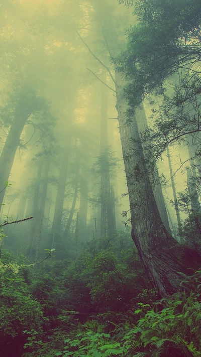 Canopée forestière brumeuse avec un feuillage vert luxuriant