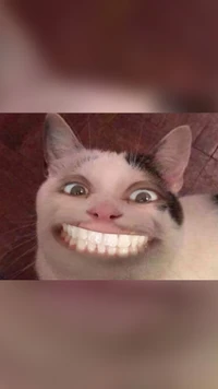 cat, meme, nuevo, sonrisa, aterrador