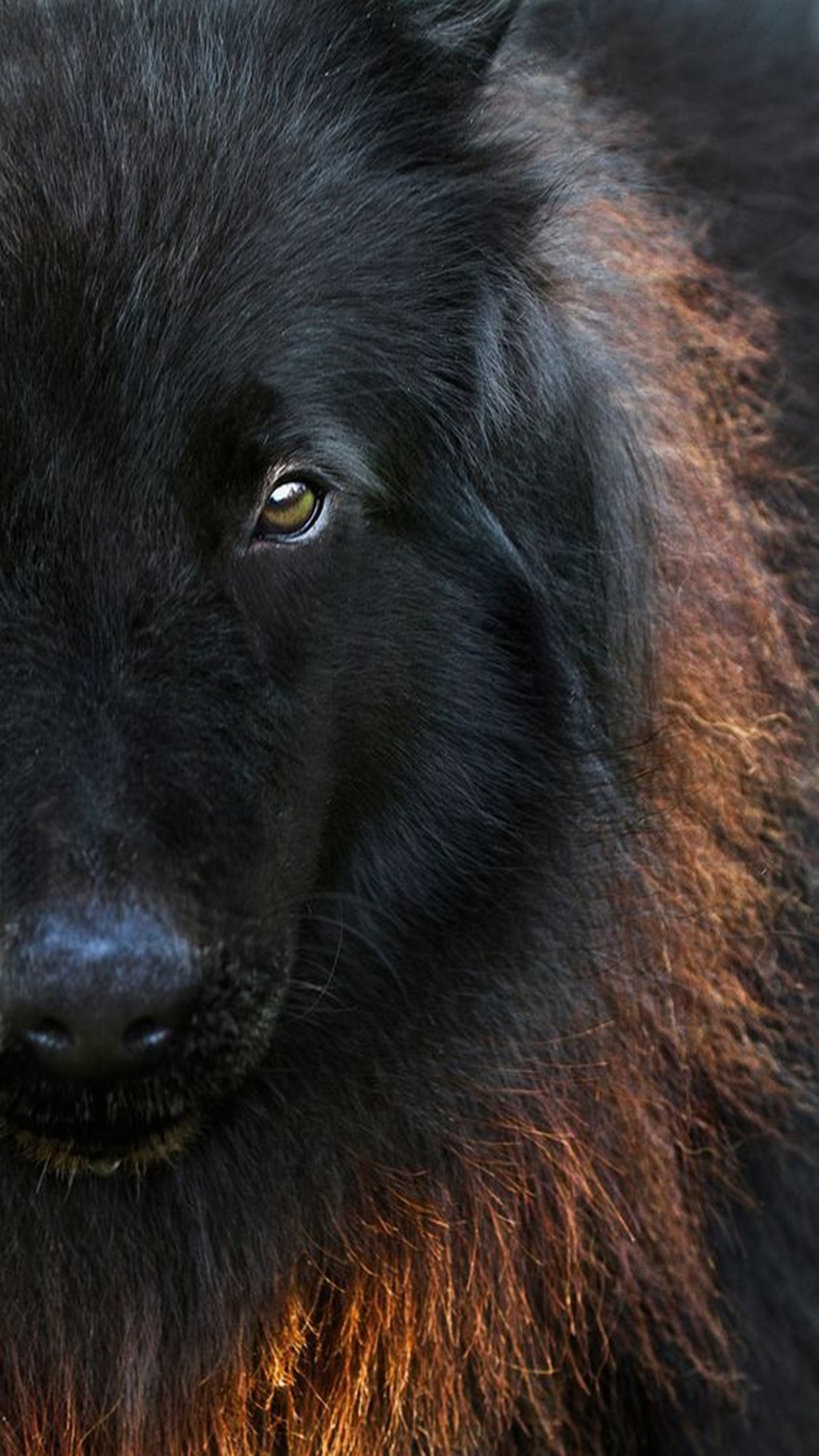 Arafed black dog with long hair and a yellow eye (black, dog)