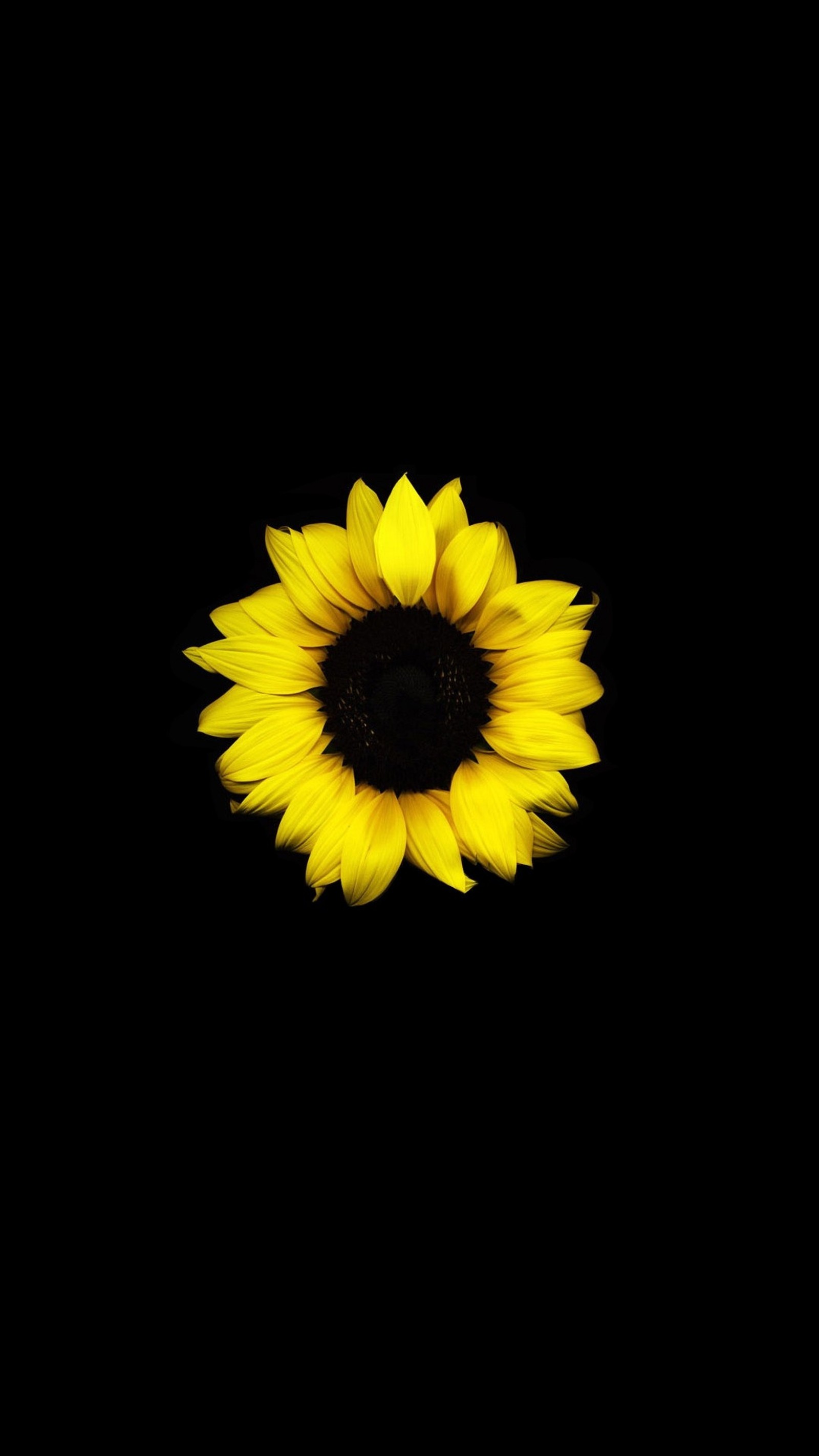 A close up of a sunflower on a black background (flores, flower, sunflowers)