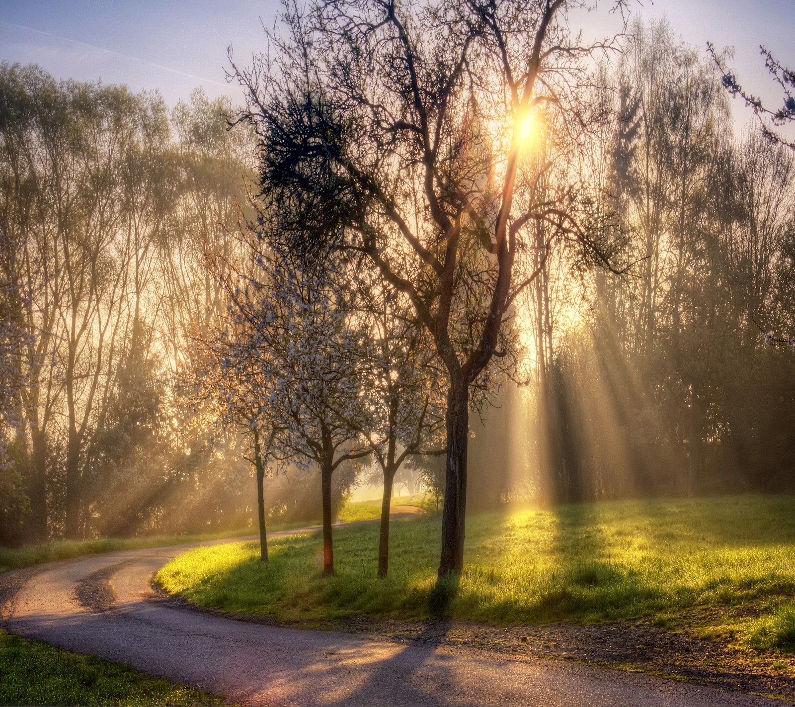 Una vista de un parque con un camino y árboles al sol (ligero, camino, sol, sunlit)