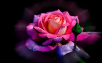 Radiant Pink Rose with Dewdrops Against a Dark Background