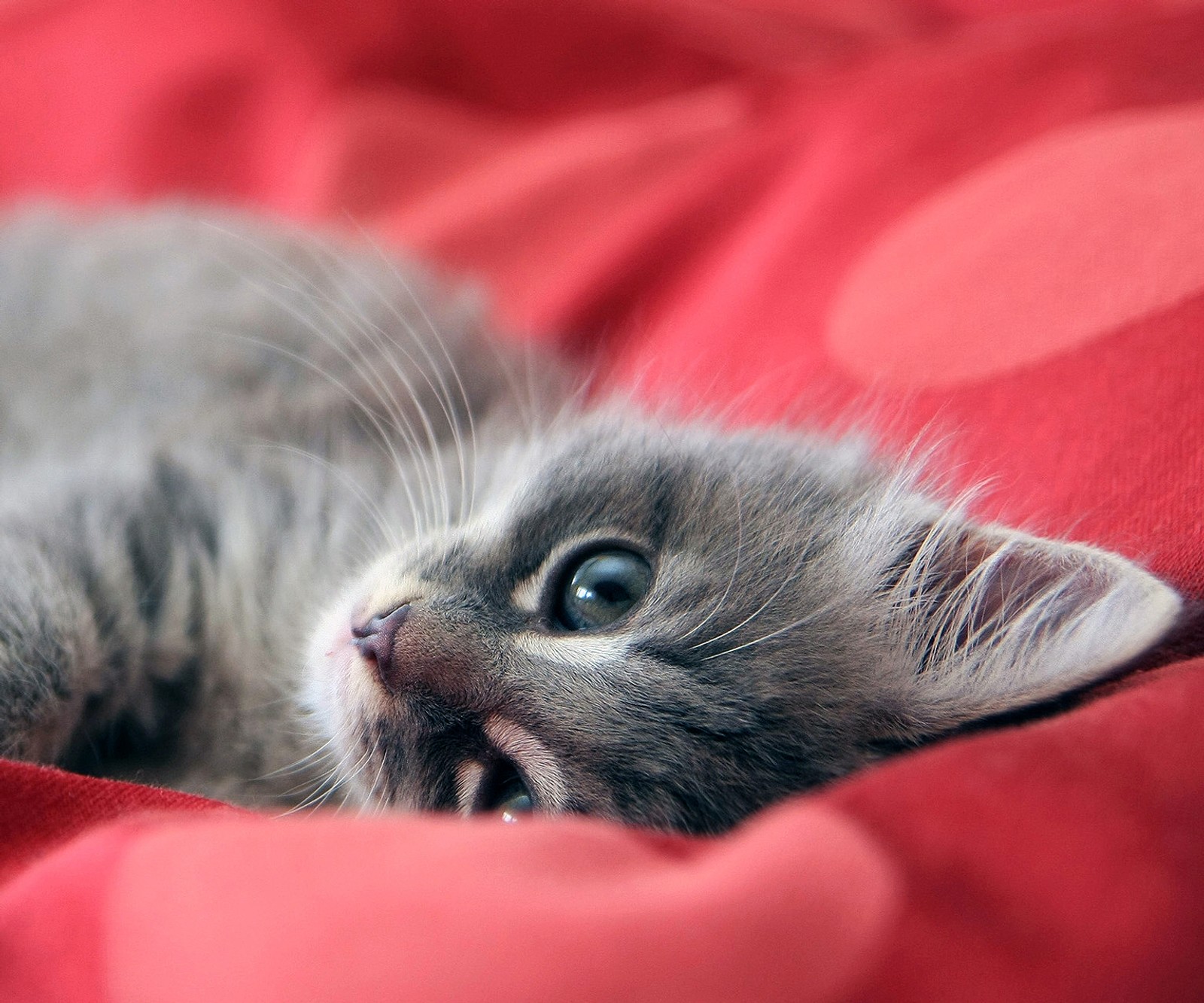 Hay un pequeño gatito acostado sobre una manta roja con los ojos abiertos (cat, mascota)