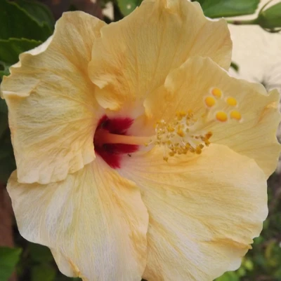 flor, hawái, hibisco