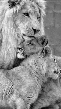 Familia de leones en blanco y negro se abraza