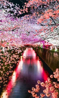 Noite romântica de flores de cerejeira à beira do rio