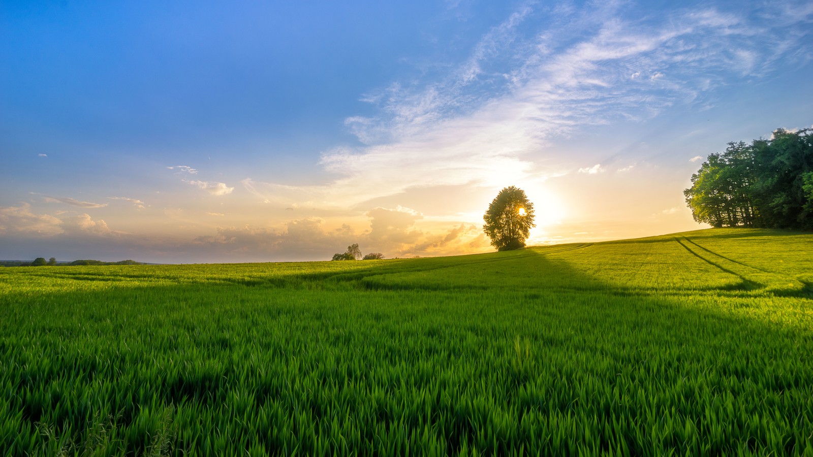 sunset, morning, nature, field, paddy field wallpaper