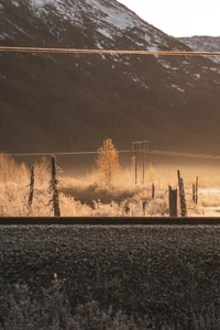 matin, atmosphère, ensoleillement, arbre, soir