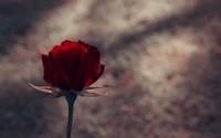 Une seule rose rouge dans un cadre de jardin en flou doux