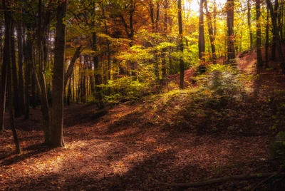 Autumnal woodland scene with vibrant foliage and sunlit forest floor.