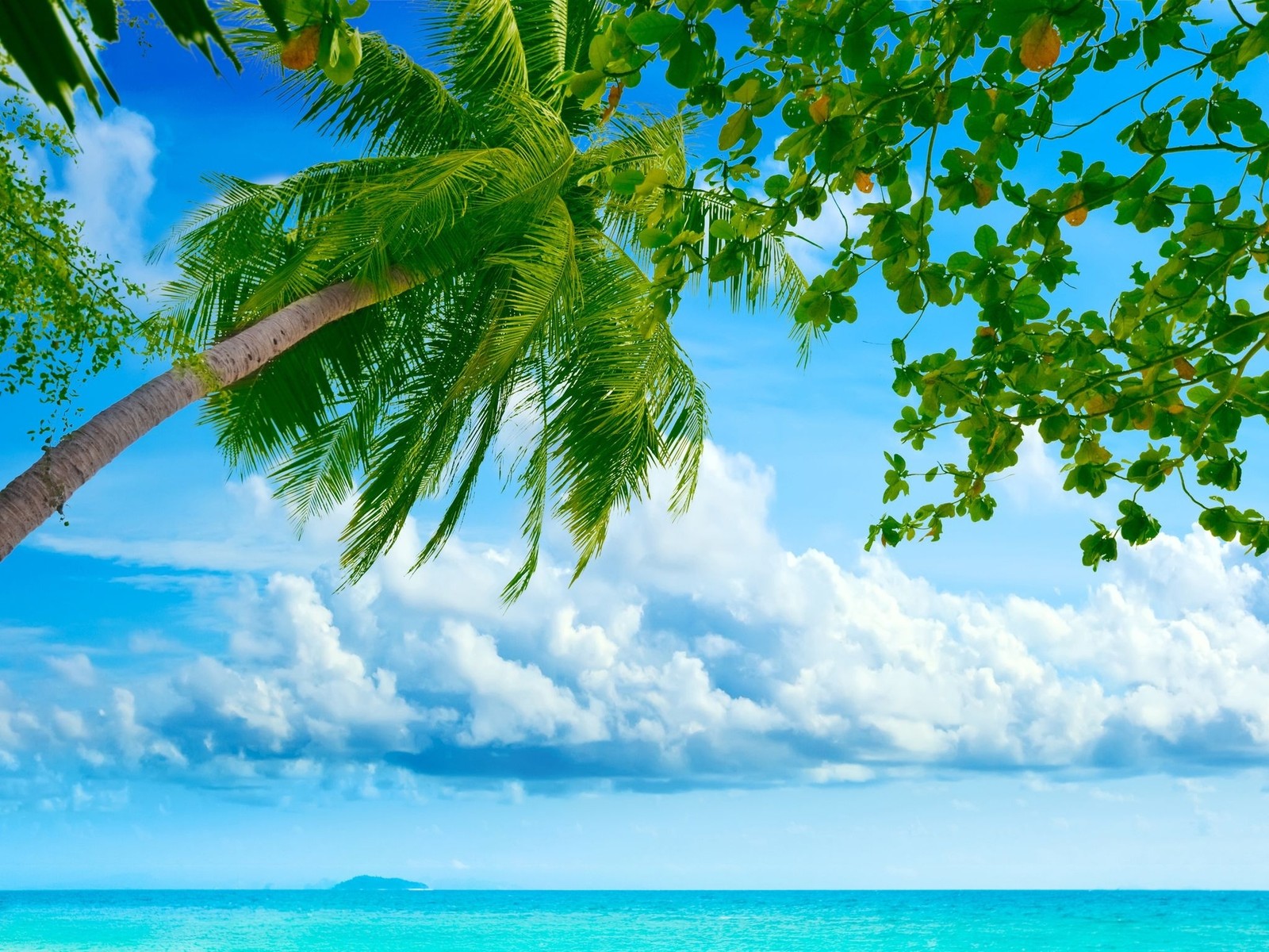 Vue d'une plage avec un palmier et un bateau dans l'eau (nature, tropiques, végétation, caribéen, mer)