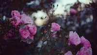 Delicate Pink Roses in Bloom Amidst Lush Foliage