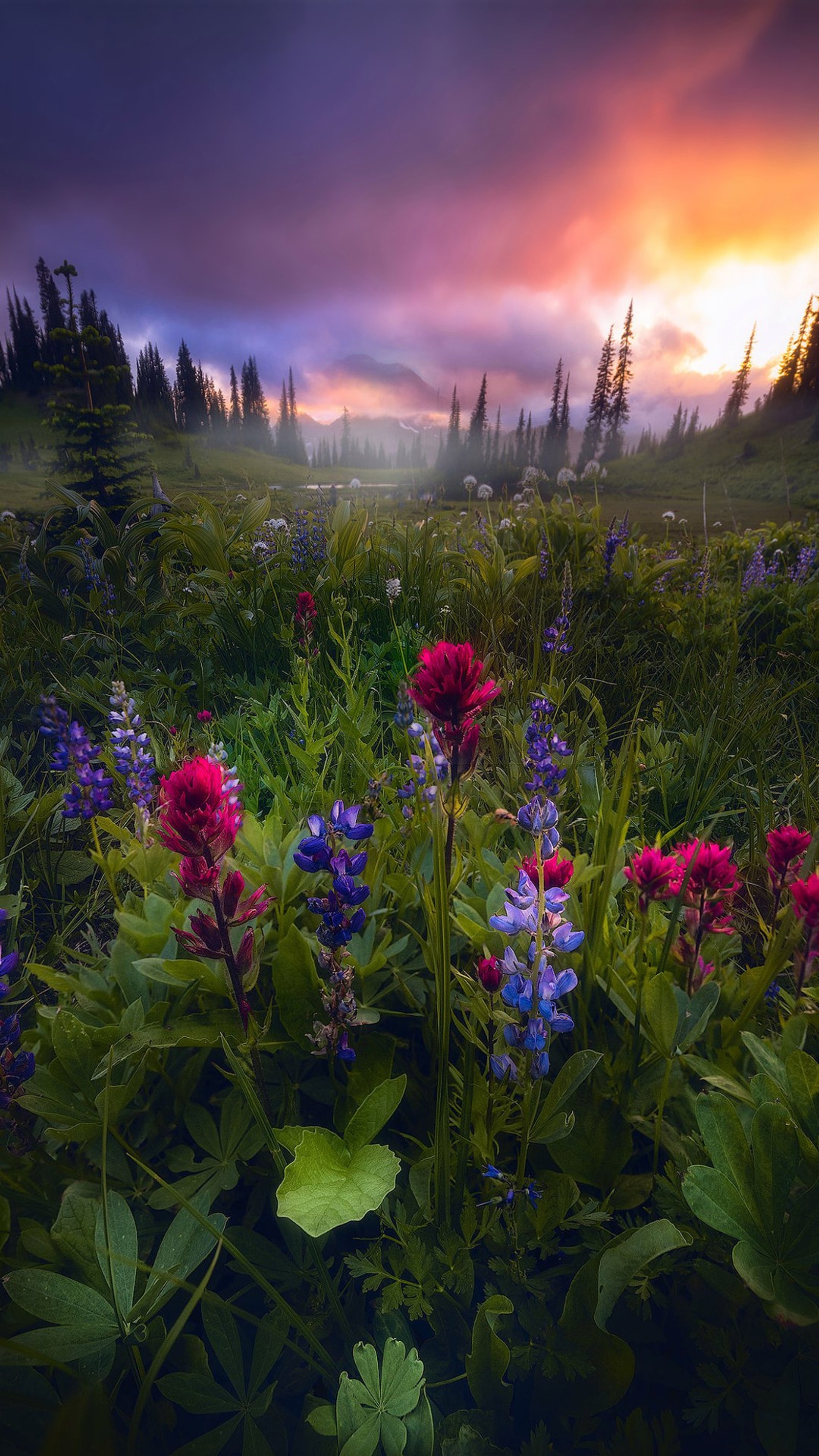 There are many flowers in the field with a mountain in the background (nature, flower, landscape, plant, cloud)