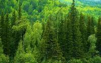 Floresta conífera temperada verde exuberante com vegetação diversificada.