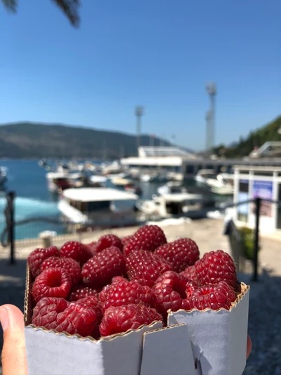 Moras frescas contra un fondo escénico frente al agua