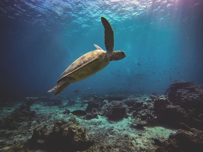 Tortue de mer gracieuse glissant à travers des eaux cristallines