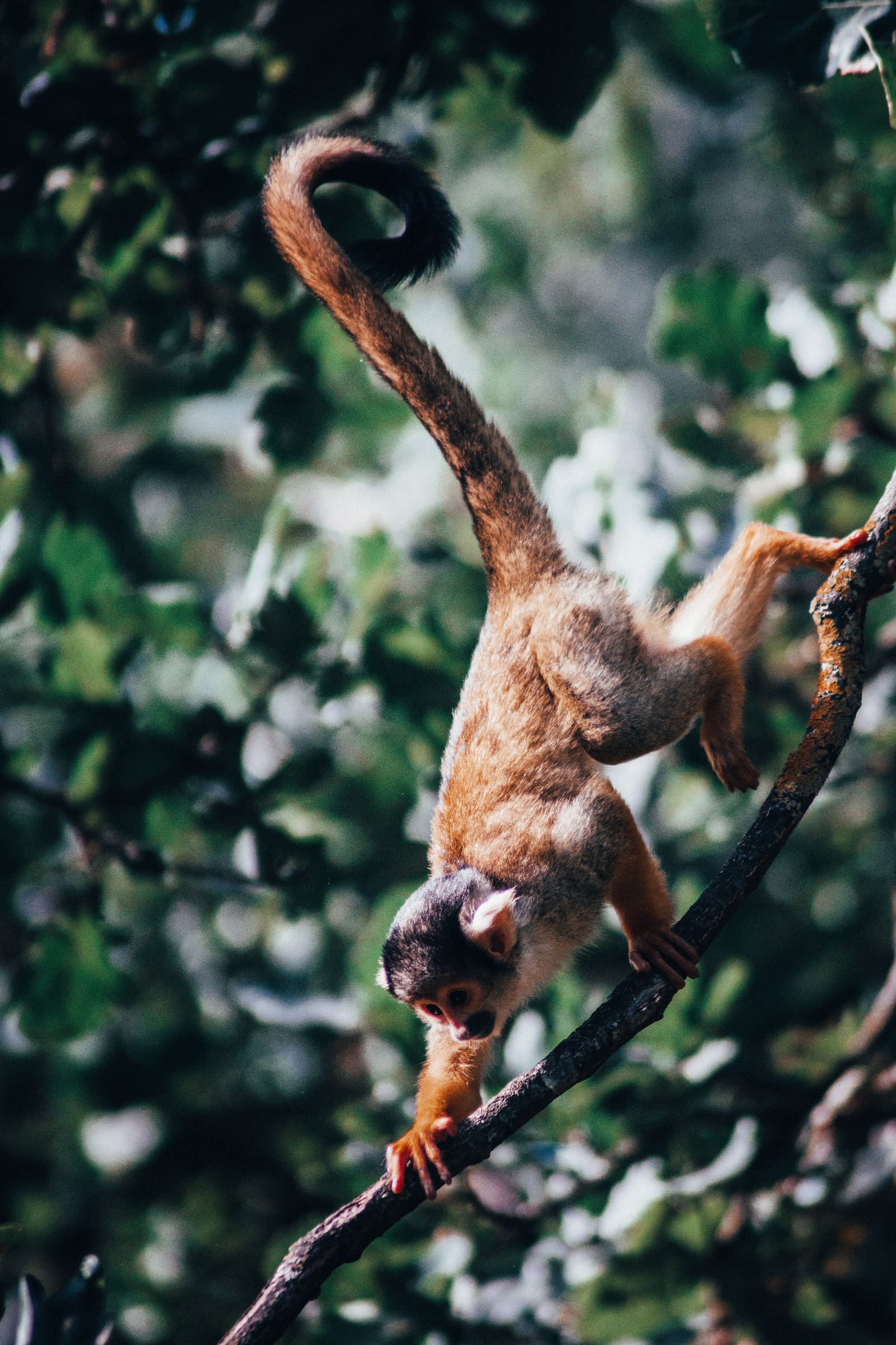 Hay un mono colgado de una rama de árbol con su cola (teléfono inteligente, animal terrestre, vida silvestre, primate, cola)