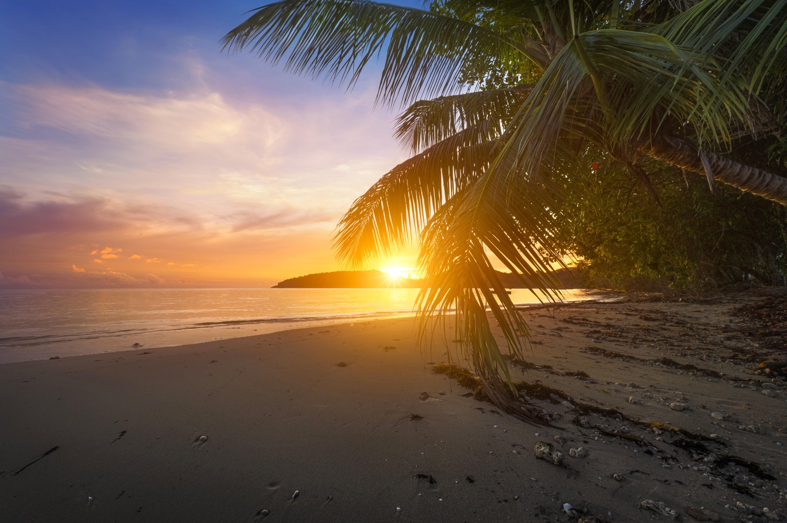 Uma palmeira na praia ao pôr do sol com o sol se pondo (por do sol, mar, praia, costa, nascer do sol)